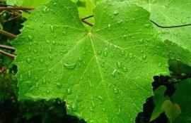 В ЕС запретили фунгицид димоксистробин - agroexpert.md