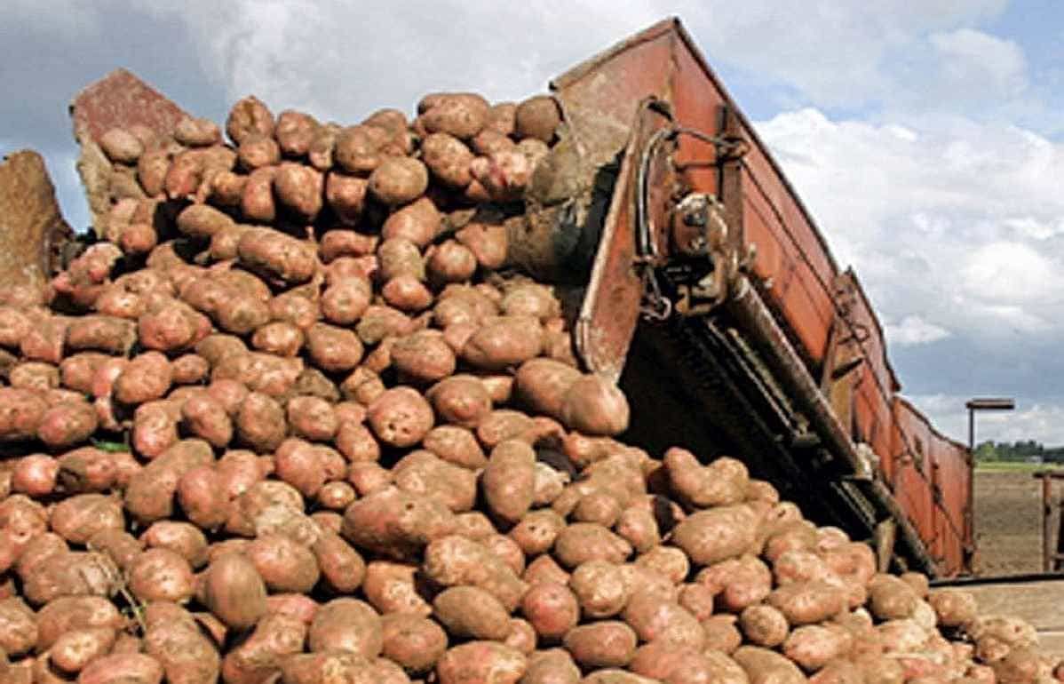 За счет чего цена на картофель в Молдове держится на высоком уровне? - agroexpert.md   
