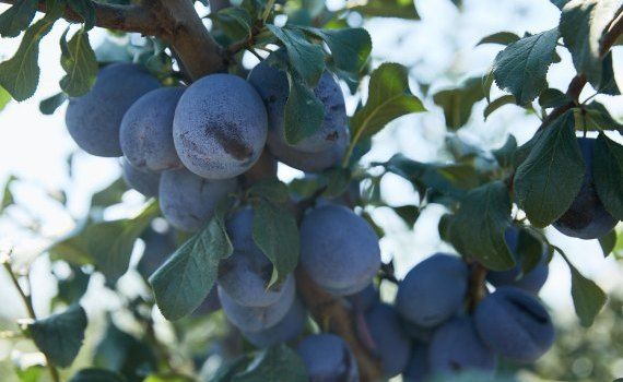 recolta prune Moldova export - agroexpert.md
