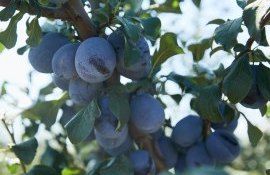 recolta prune Moldova export - agroexpert.md