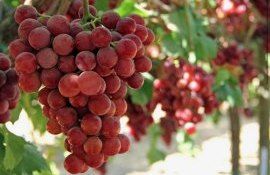 cel mai mare strugure Moldova vândut - agroexpert.md