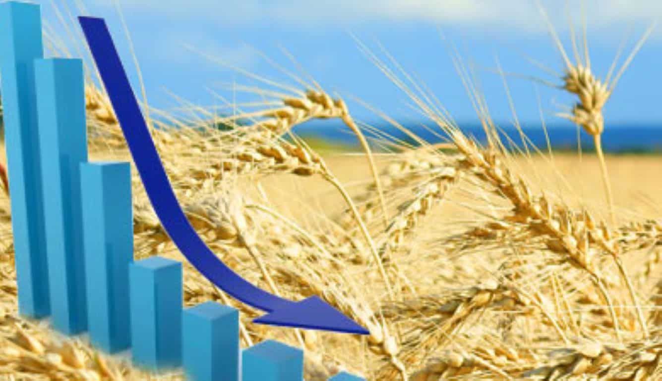 Европейская пшеница дешевеет под давлением черноморского зерна - agroexpert.md