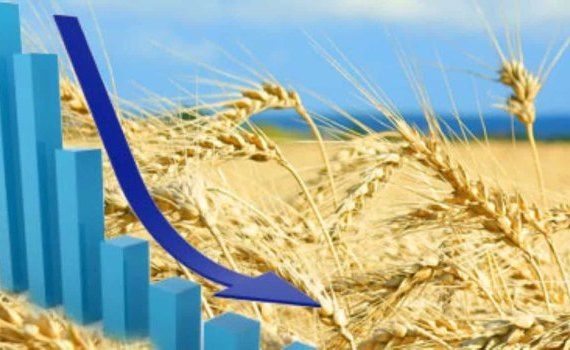 Европейская пшеница дешевеет под давлением черноморского зерна - agroexpert.md