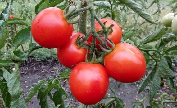 Ученые нашли способ существенно повысить урожайность тепличных томатов - agroexpert.md