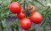 Ученые нашли способ существенно повысить урожайность тепличных томатов - agroexpert.md