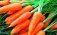 Из-за скромных объемов экспорта в Молдове снижаются цены на морковь - agroexpert.md