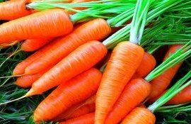 Из-за скромных объемов экспорта в Молдове снижаются цены на морковь - agroexpert.md