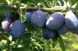 В Молдове прогноз урожая на сливу ожидается 85 тыс. тонн - agroexpert.md