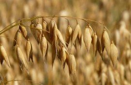  ICCC Selecţia: Trecerea la culturi rezistente la secetă e o chestiune de timp