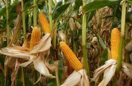 Crearea hibrizilor autohtoni de porumb contribuția cercetării - agroexpert.md