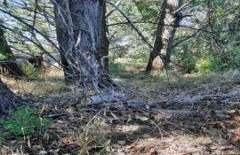 tăieri ilegale de arbori Prut sancțiune - agroexpert.md