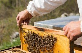 apicultor export produse prisacă UE - agroexpert.md