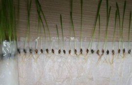 Процентовка снижения урожайности озимых от различных болезней - agroexpert.md