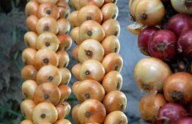 Как хранить лук в квартире – советы эксперта - agroexpert.md