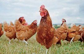 В скором времени фермеры смогут сами производить белок из насекомых для кормов - agroexpert.md