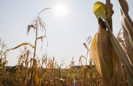 secetă România porumb viță de vie - agroexpert.md
