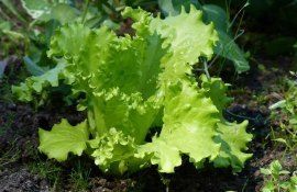 Земледелие в контролируемой среде решит проблему продбезопасности - agroexpert.md
