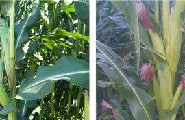 porumb randament știuleți - agroexpert.md
