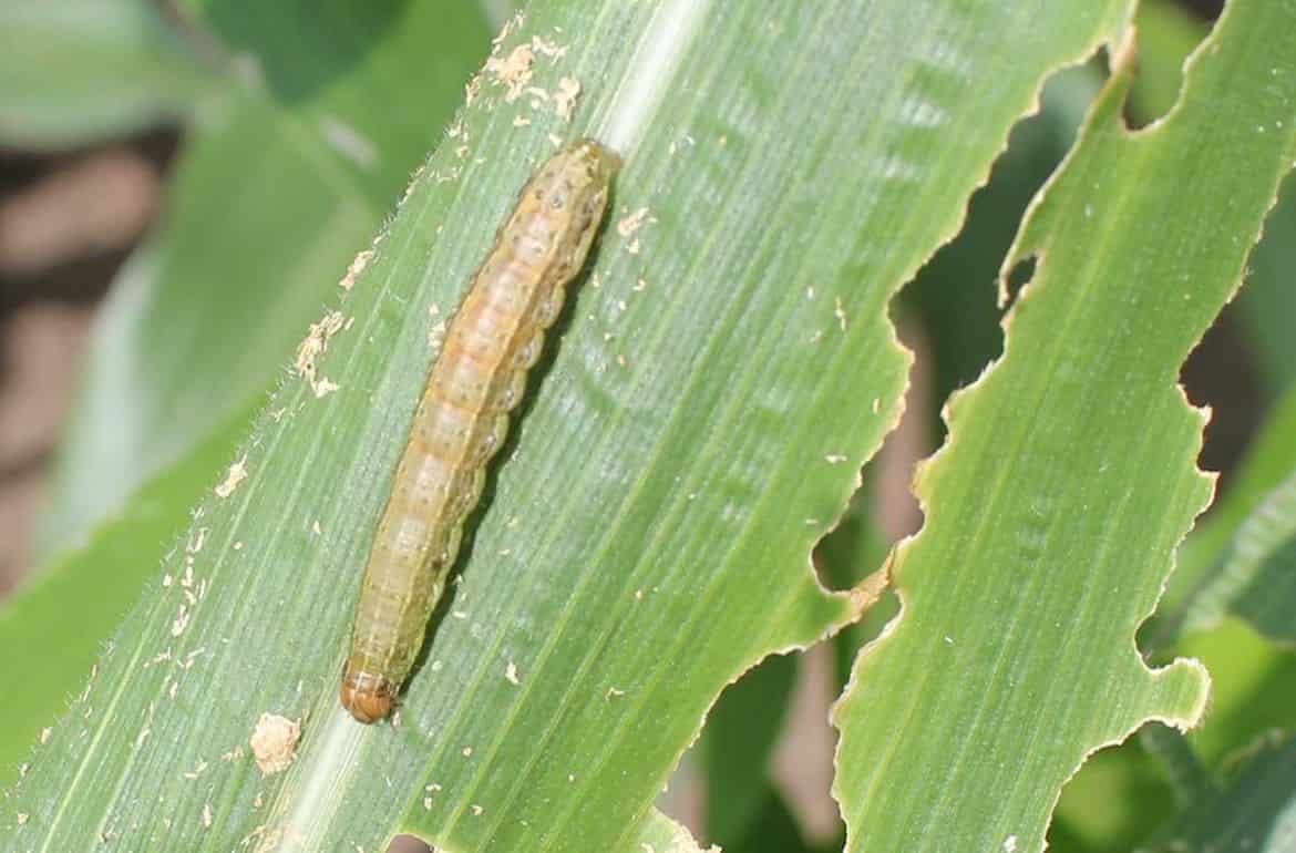 Способ обработки семян кукурузы инсектицидами зависит от наличия проволочника - agroexpert.md