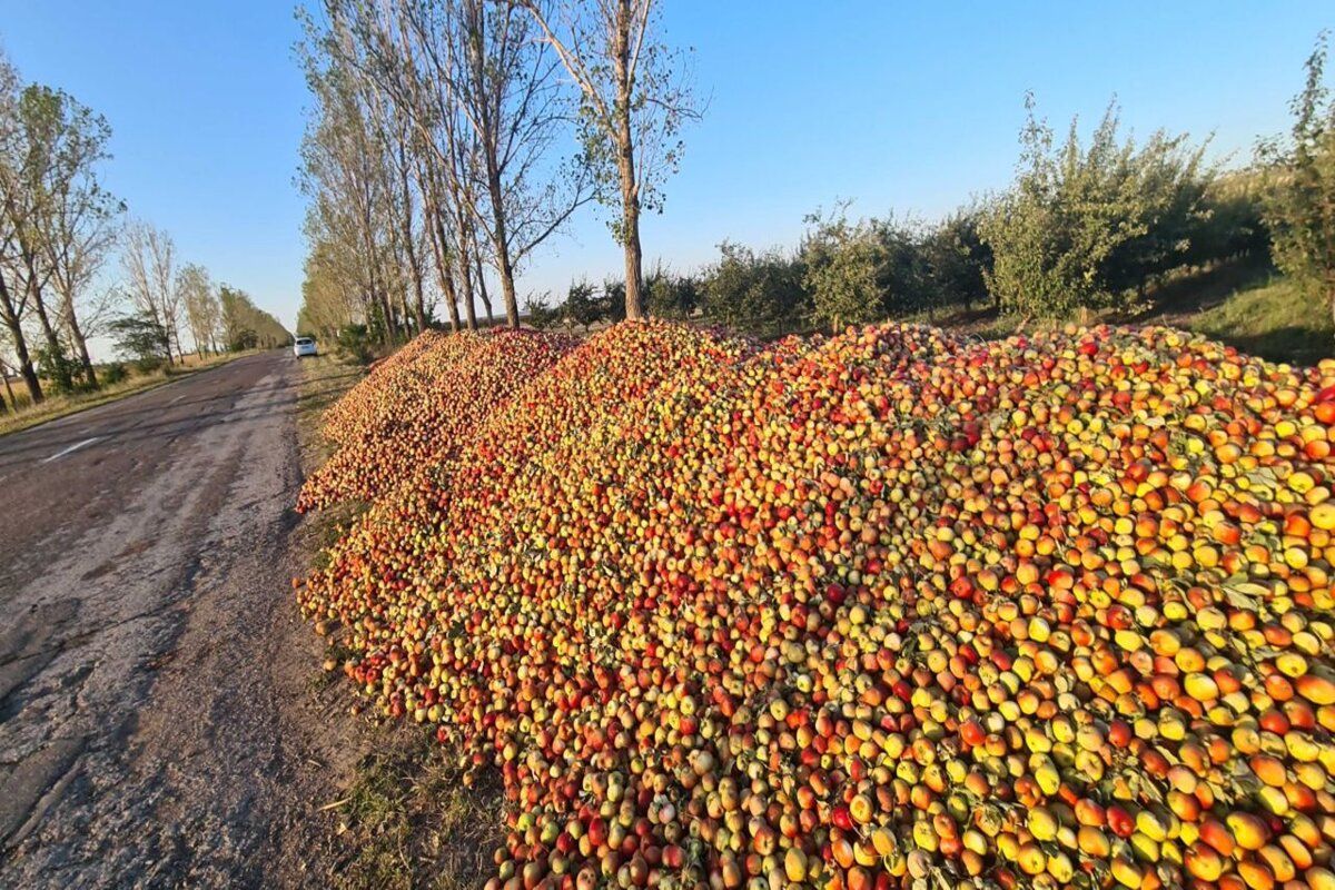 mere aruncate drum Edineț - agroexpert.md