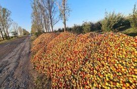 mere aruncate drum Edineț - agroexpert.md