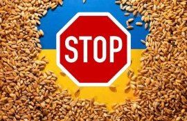 Польша готовится самостоятельно продлить запрет на импорт украинского зерна - agroexpert.md