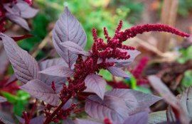 Амарант – одна из самых рентабельных культур - agroexpert.md