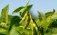 При каких условиях можно получить высокий урожай сои без удобрений - agroexpert.md