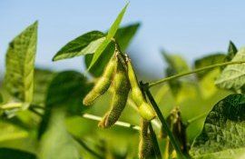 При каких условиях можно получить высокий урожай сои без удобрений - agroexpert.md