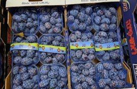 Israel asistență Moldova protecția plantelor - agroexpert.md