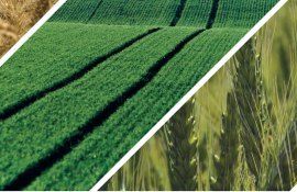 combaterea buruienilor toamna - agroexpert.md