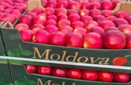 Качественного яблока в Молдове мало, весной оно будет дорогим – прогноз - agroexpert.md