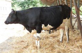 număr animale gospodării scade - agroexpert.md
