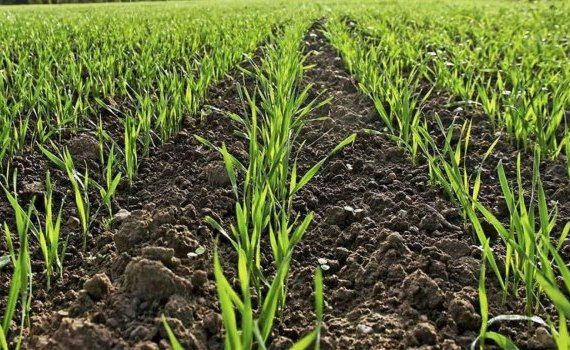 Фосфорные удобрения при посеве озимой пшеницы, залог хорошего урожая - agroexpert.md