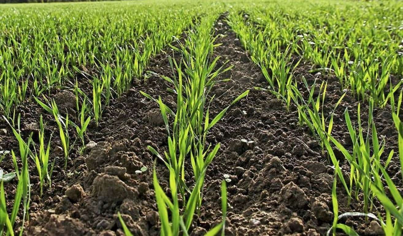 Фосфорные удобрения при посеве озимой пшеницы, залог хорошего урожая - agroexpert.md
