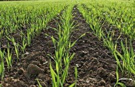 Фосфорные удобрения при посеве озимой пшеницы, залог хорошего урожая - agroexpert.md