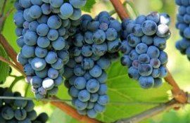 Moldova recolta struguri preț - agroexpert.md