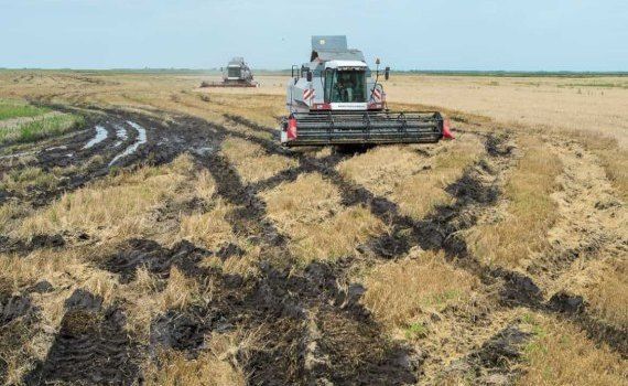 В Казахстане 80% зерна будет некондиционного качества. Это катастрофа! - agroexpert.md