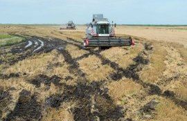 В Казахстане 80% зерна будет некондиционного качества. Это катастрофа! - agroexpert.md
