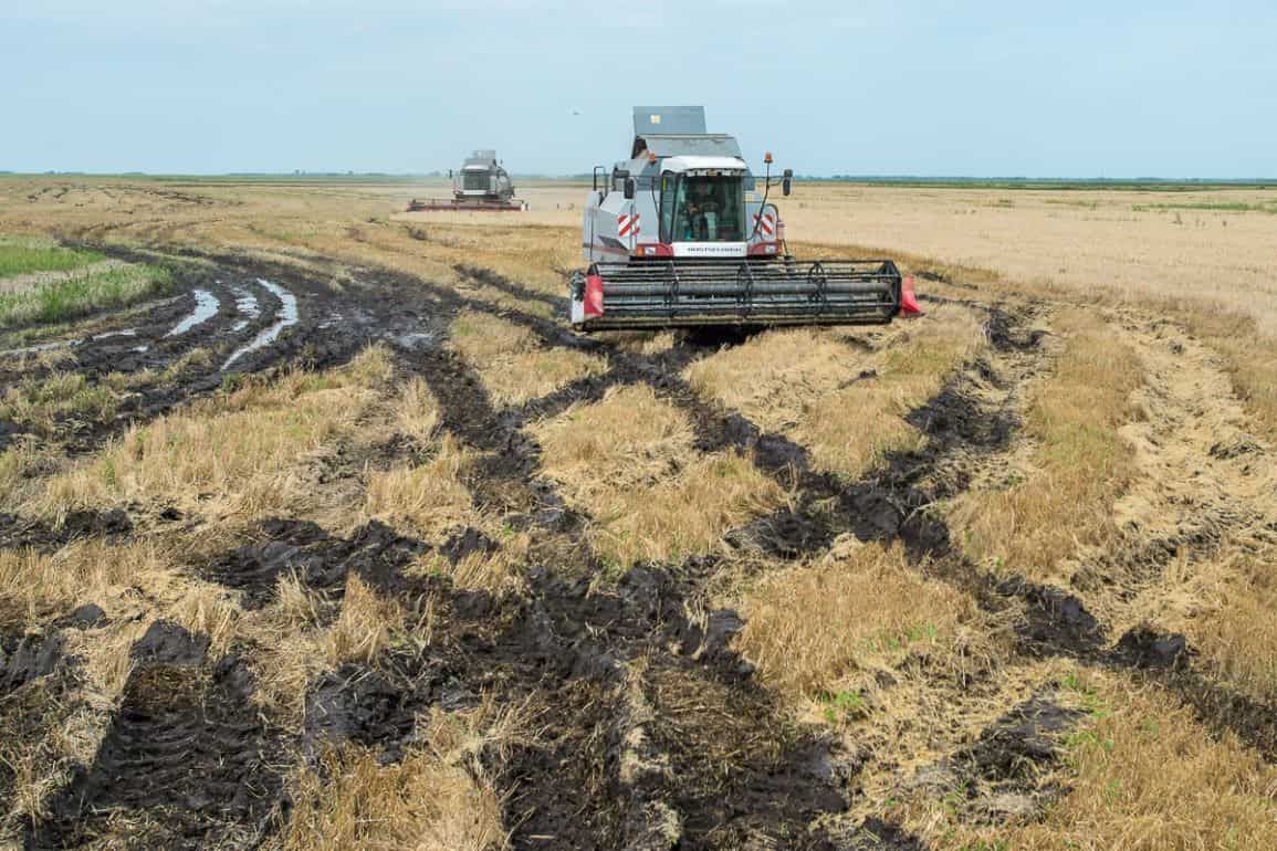 В Казахстане 80% зерна будет некондиционного качества. Это катастрофа! - agroexpert.md