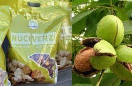 Продажа свежесобранного ореха – растущий нишевый бизнес ореховодов Молдовы - agroexpert.md
