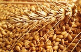 В ЕС хотят привлечь Италию и Грецию для экспорта украинского зерна - agroexpert.md