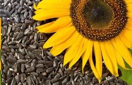 floarea soarelui preț - agroexpert.md