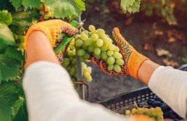 struguri recoltare - agroexpert.md
