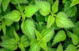 plămădeala urzică fertilizant natural - agroexpert.md