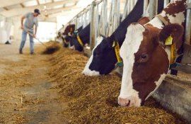 zootehnic raport producție - agroexpert.md