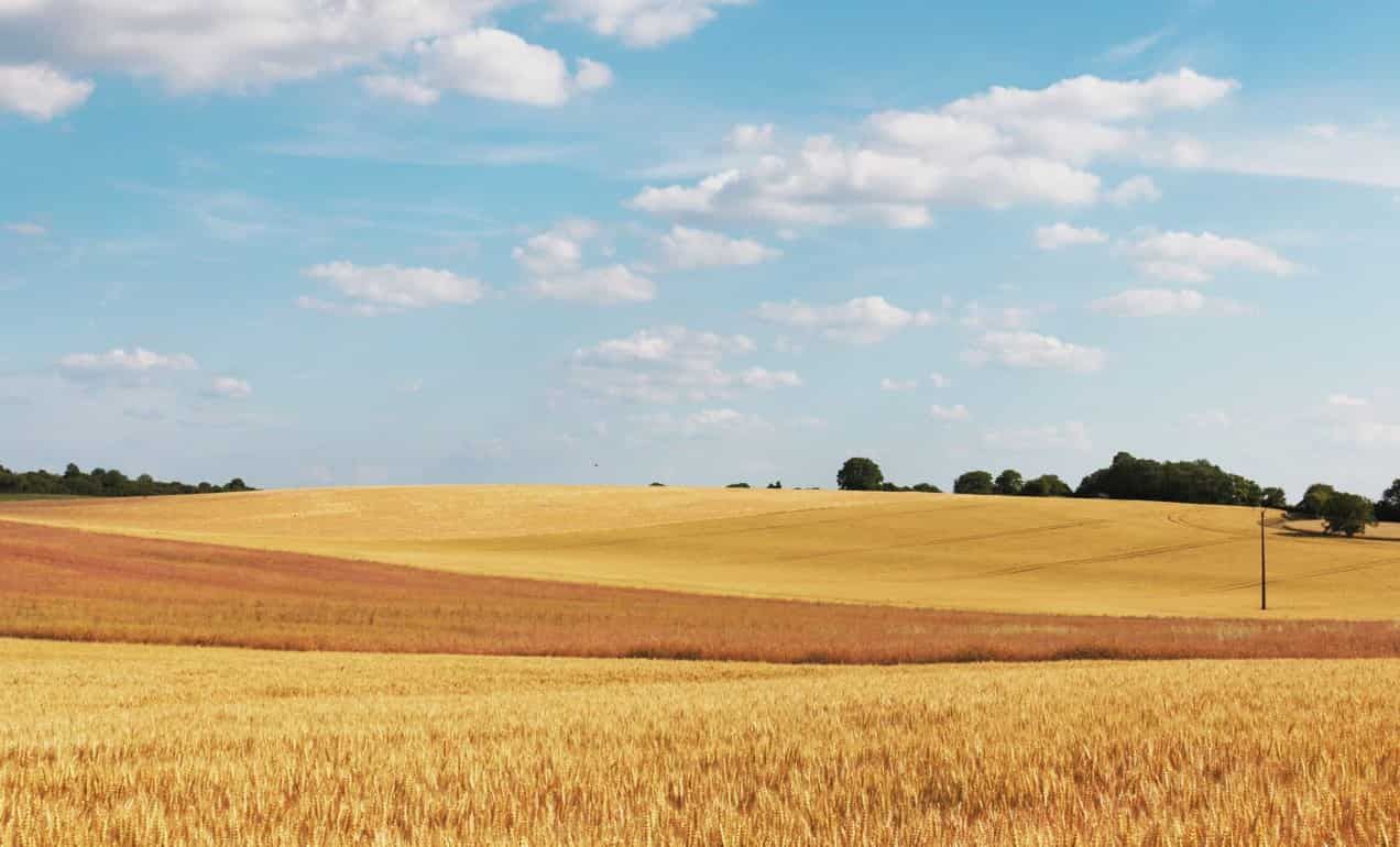 Австралия испытывает большие трудности с производством зерна - agroexpert.md