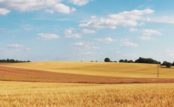 Австралия испытывает большие трудности с производством зерна - agroexpert.md