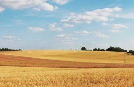 Австралия испытывает большие трудности с производством зерна - agroexpert.md