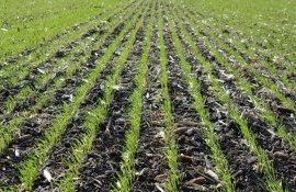 Важнейшие факторы определяющие сроки сева озимой пшеницы - agroexpert.md